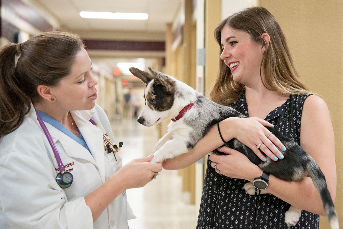 Woman holding corgi puppy and talking with veterinarian resident in hallway