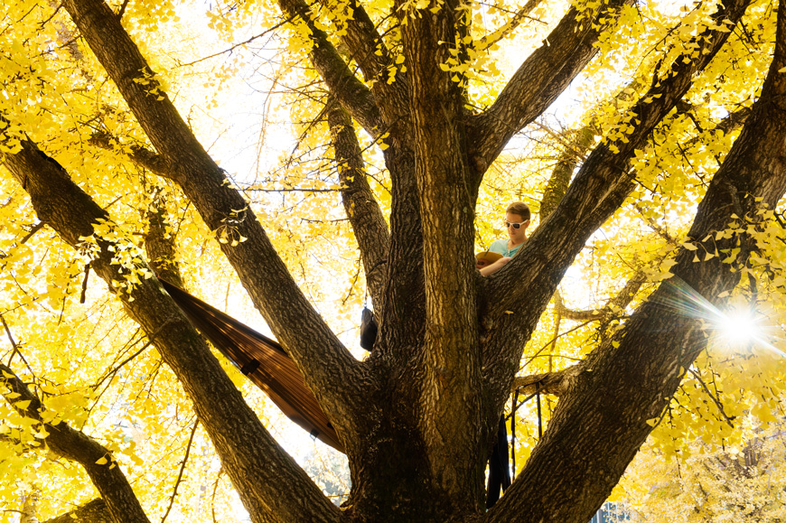 Studying in Gingko Tree