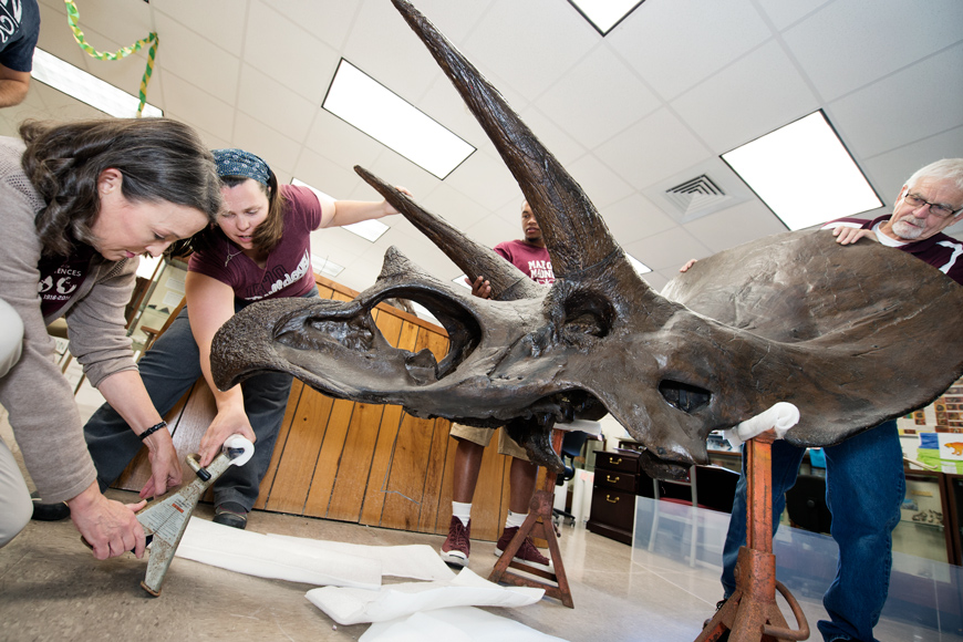 Geociences faculty work together to repair triceratops exhibit at the Dunn-Seiler Geology Museum