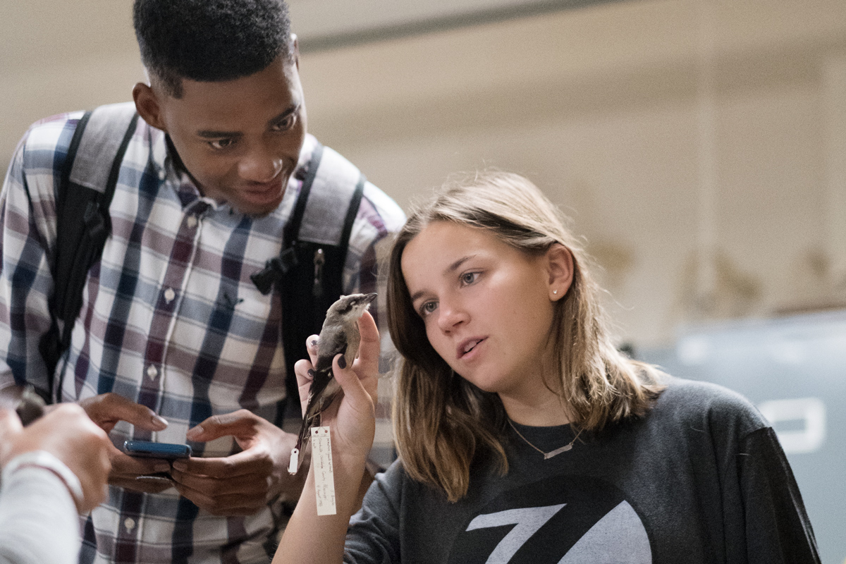 Two student look closely at a song bird from the Biological Sciences collection, studying for a test.