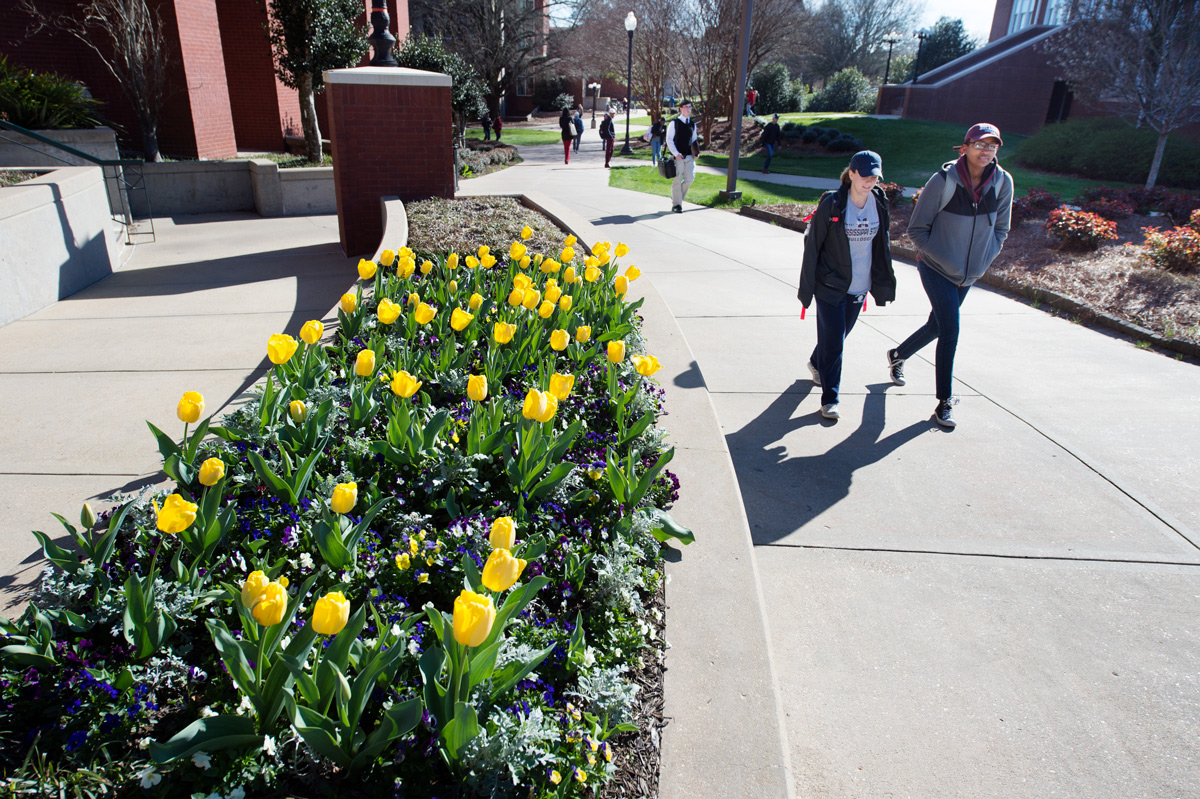 Yellow tulips in front of the library provide a cheery greeting to sidewalk pedestrians.