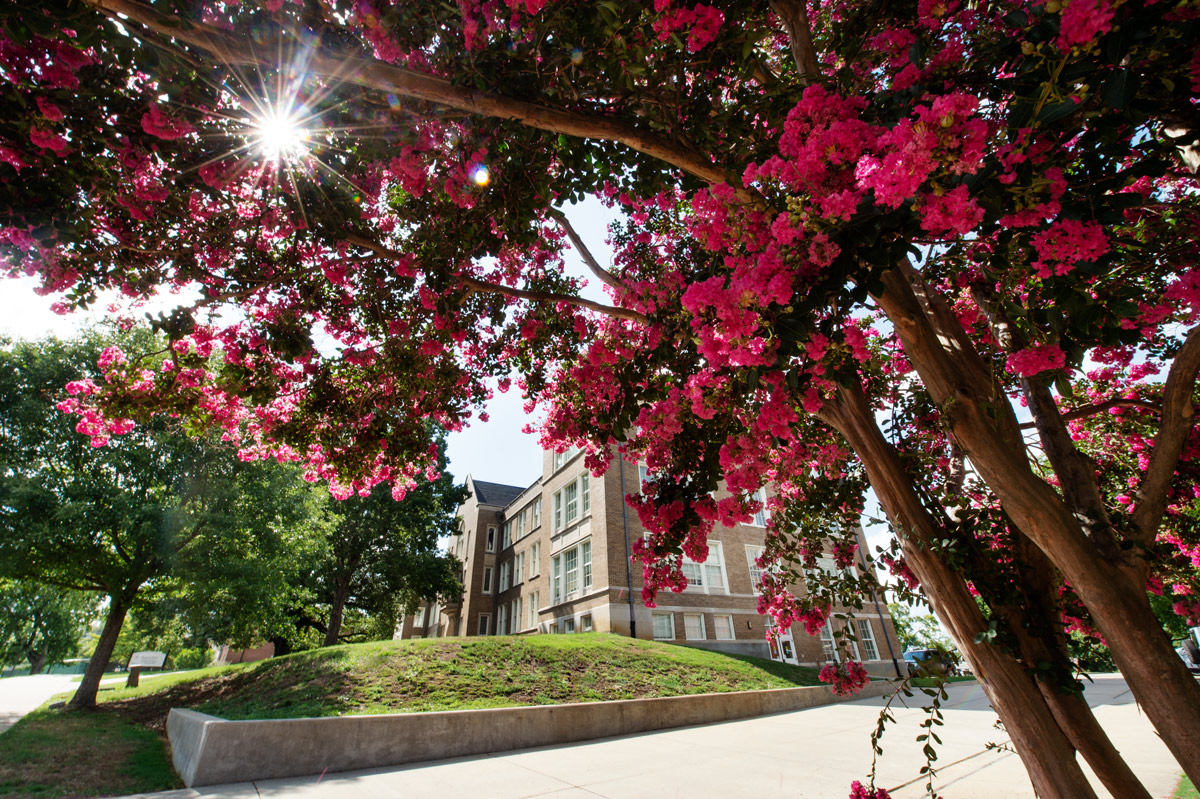 Pink crepe myrtle blossoms frame a view of Harned Hall.