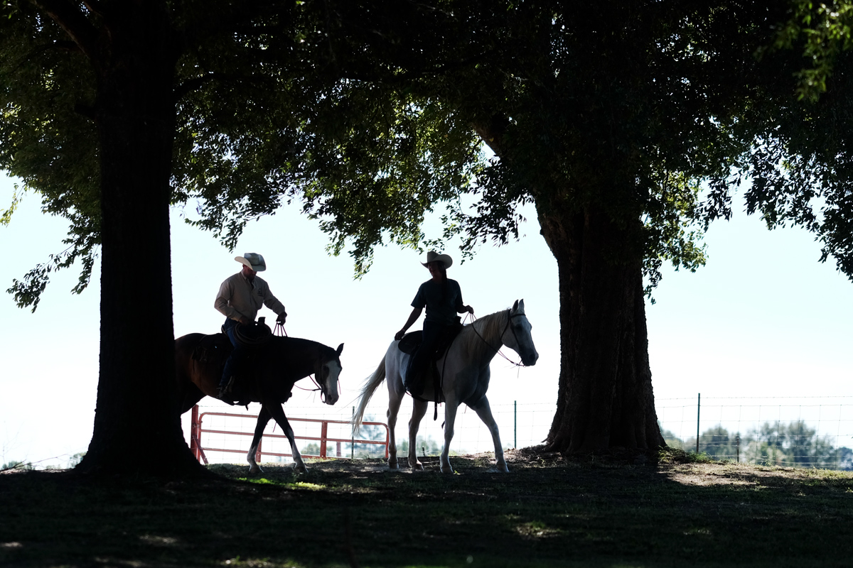 Sillhoutted between two South Farm trees: a pair of horse riders wearing cowboy hats.