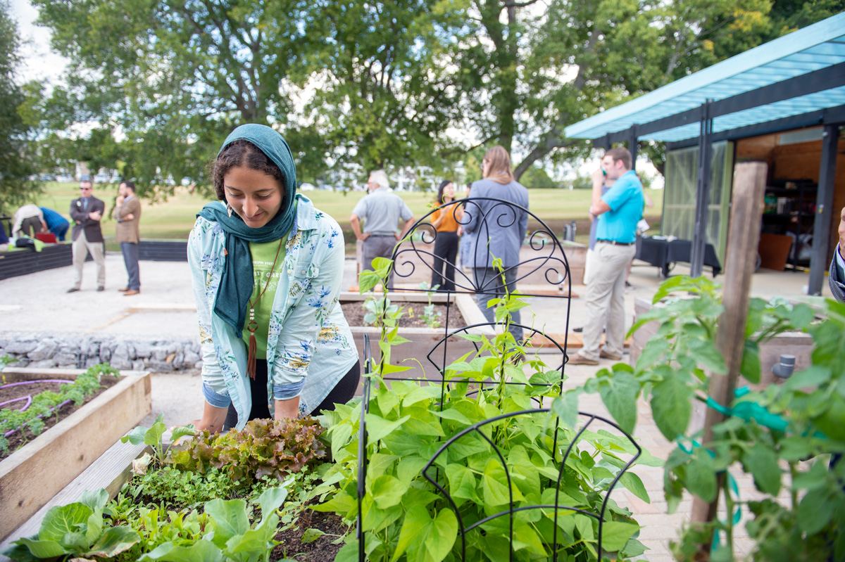 Architecture student Nada Aziz admires the prolific growth in one of the MSU Community Garden raised beds.