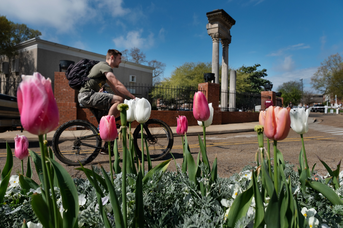 A student cycles past pink and white tulips near the pillars at Cobb.