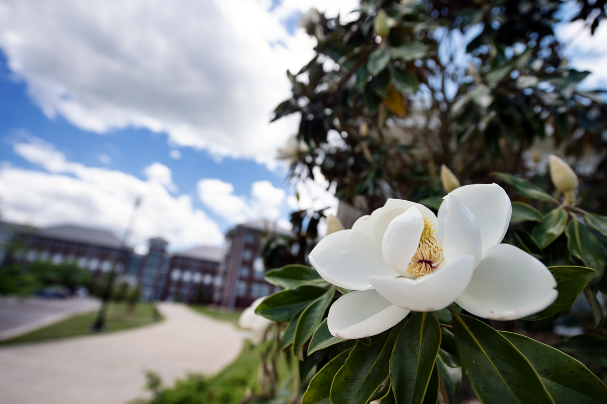 A Southern Magnolia Blossom in the right foreground frames a blurry distant view towards Mitchell Memorial Library.