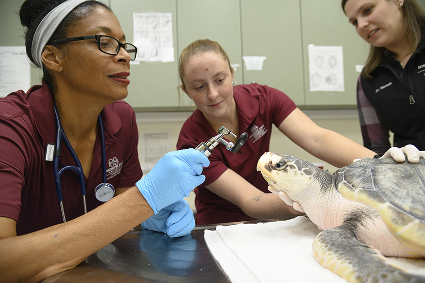 Veterinarians examine a sea turtle