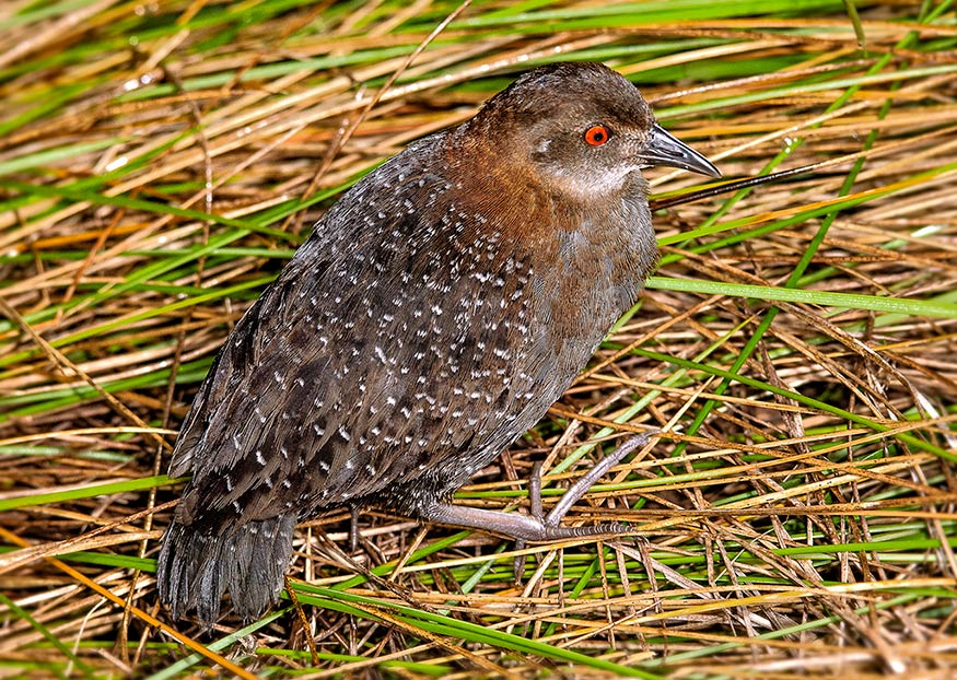 A black rail bird standing on grass and straw