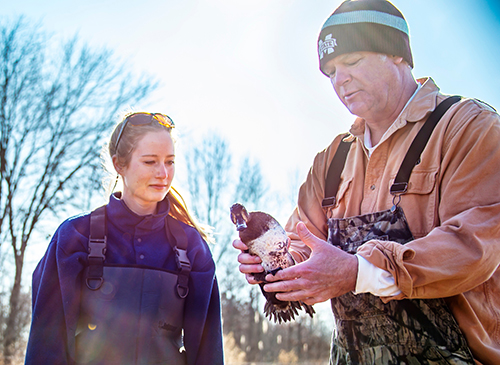Brian Davis, right, shows Chelsea Gilliland, an MSU graduate student in wildlife, fisheries and aquaculture, how to tag and release waterfowl at the Sam D. Hamilton Noxubee National Wildlife Refuge. (Photo by David Ammon) 