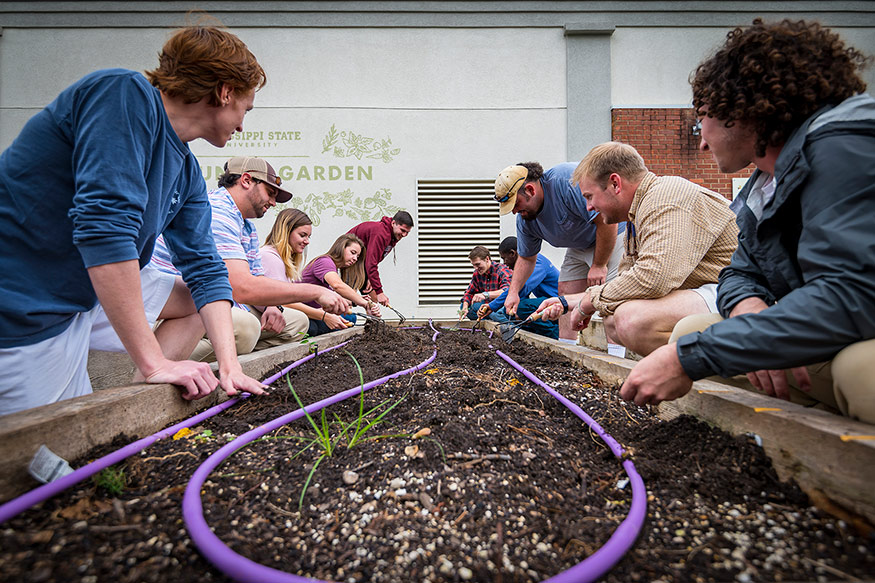 A view of a raised garden bed surrounded by students working to till the soil at the MSU Community Garden.