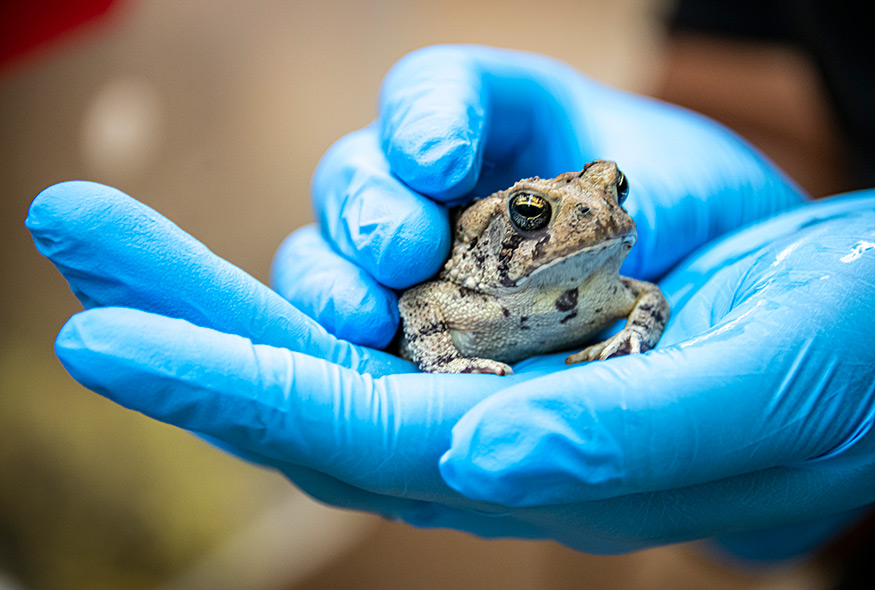 Close-up of a toad held in hands wearing blue lab gloves