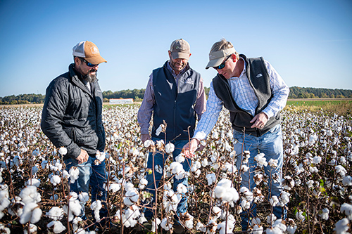 MSU faculty researchers, from left to right, Brian Pieralisi, Daniel Chesser and Wes Lowe analyze cotton in a field at the university’s MAFES R. R. Foil Plant Science Research Center. 