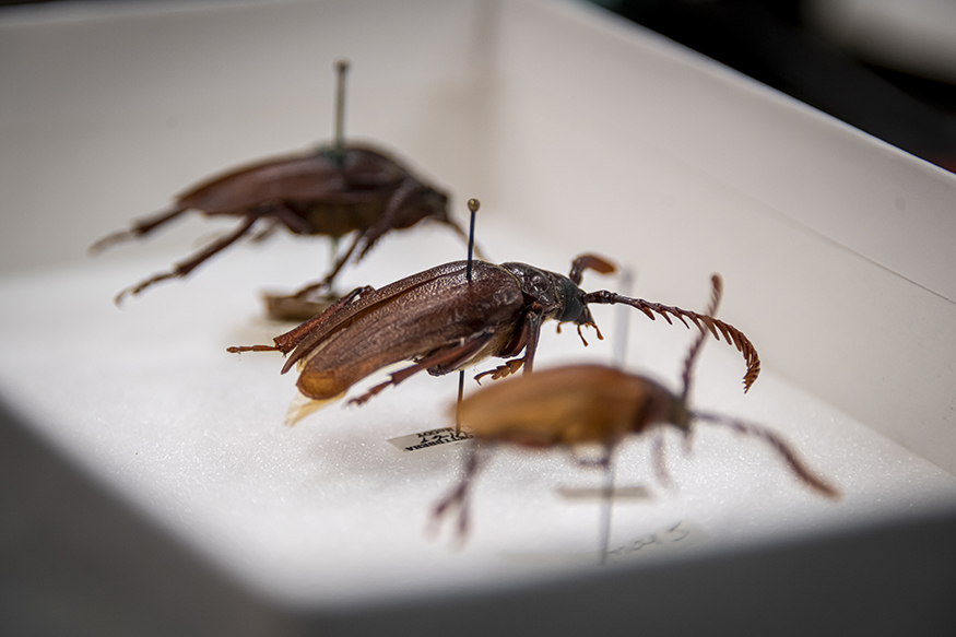 Three beetles sit in a display case