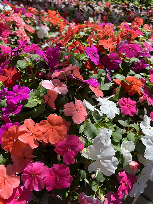 flowers offered at this week's Horticulture Club annual spring sale