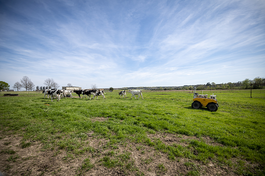 A robot guides cattle in a pasture