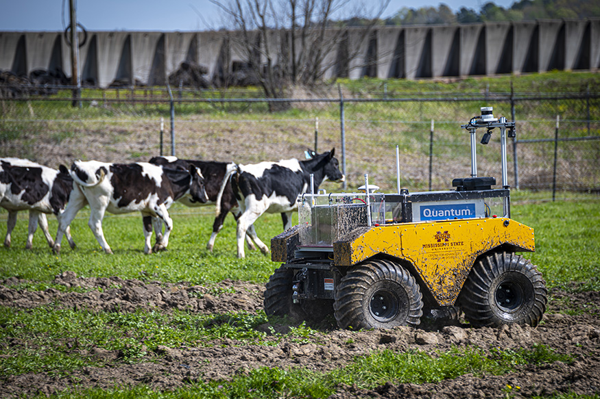 A robot guides cattle in a pasture