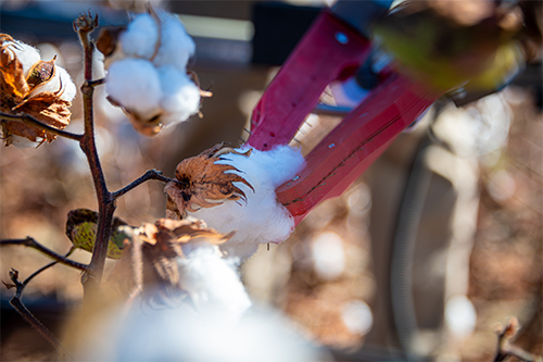 The newly developed “end-effector,” a two-fingered robotic arm developed as part of an autonomous agriculture focus at Mississippi State, harvests cotton. 