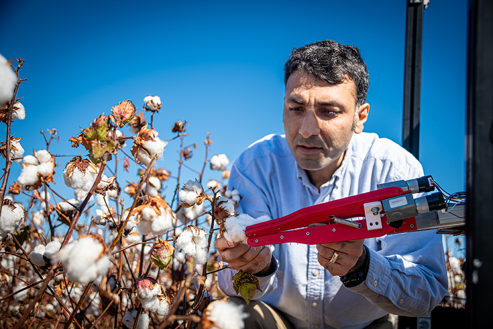 A man looks closely at a robotic cotton harvester