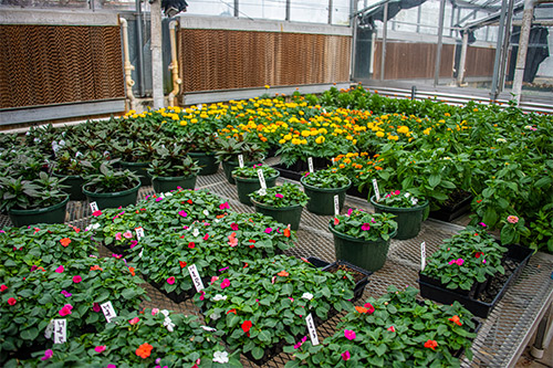 A variety of plants at the MSU Dorman Hall greenhouses