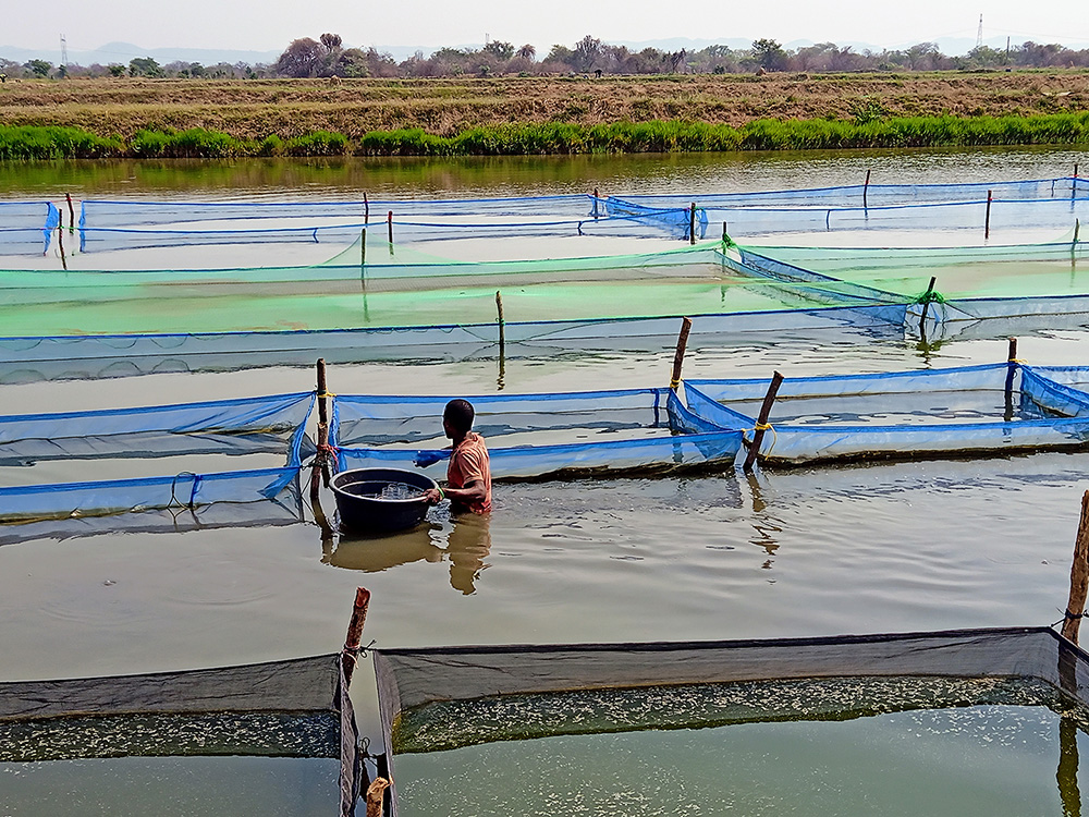 A man works in an aquaculture pond in Zambia