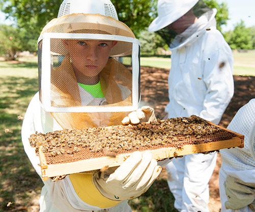 Beekeeping Camp at the Entomology Department