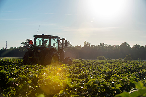 A tractor is pictured in a field of crops with the sunshine glinting from above.