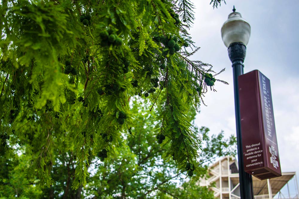 A close up of a tree canopy near an MSU lamp post