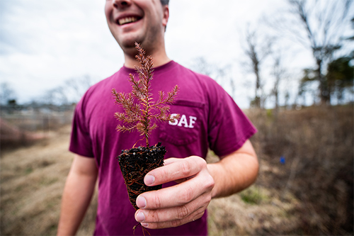 MSU student holds seedling to be planted