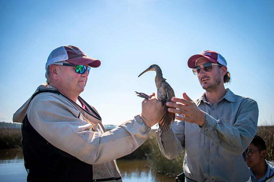 Two men hold a banded Clapper Rail bird in the Grand Bay National Estuarine Research Reserve