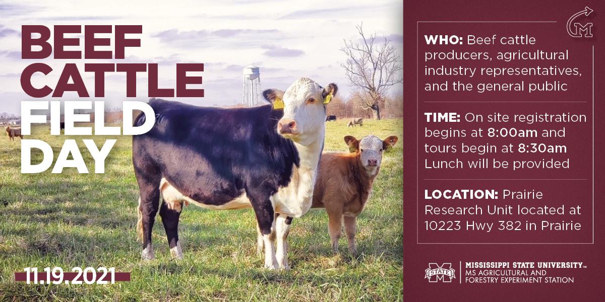 Beef Cattle Field Day graphic with images of cattle standing in a grassy field