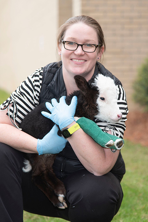 Dr. Gretchen Grissett, assistant clinical professor at Mississippi State’s College of Veterinary Medicine and Lil’ Bill’s attending veterinarian, is part of a larger team giving the little calf round-the-clock care. (Photo by Tom Thompson)