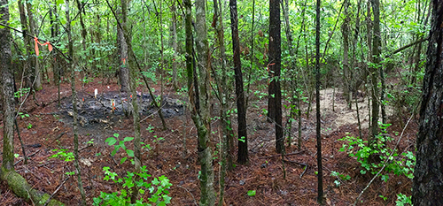 Findings from a summer 2016 experiment conducted by researchers in Mississippi State University’s Forest and Wildlife Research Center and Department of Biological Sciences are featured in a recent article by National Geographic. The mass mortality experiment explored the environmental impact of 6,000 pounds of dead invasive feral swine on the ecosystem at the university’s John W. Starr Memorial Forest south of Starkville. (Submitted photo/courtesy of Brandon Barton)