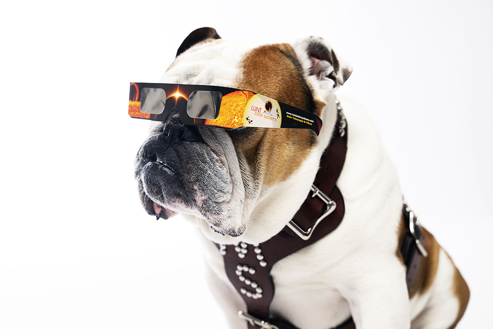 A picture of a Bulldog wearing solar eclipse glasses