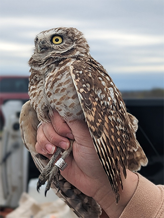 Burrowing owl on the former TVA fossil fuel plant near New Johnsonville, Tennessee (Photo Submitted)