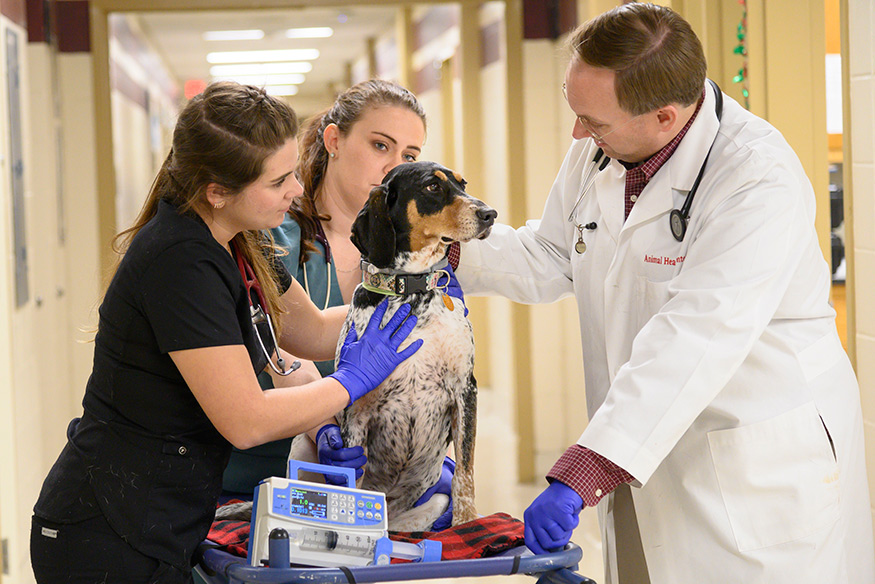 A professor in MSU’s College of Veterinary Medicine looks carefully at a dog as two Doctor of Veterinary Medicine students look on.