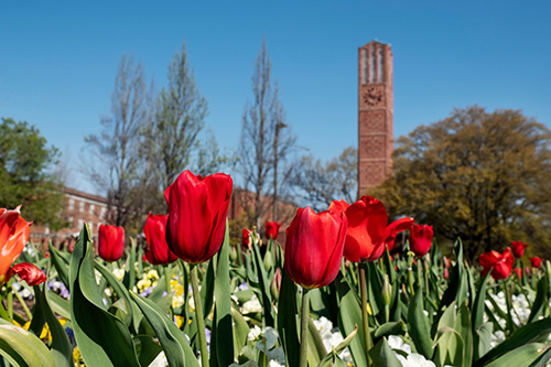 Tulips bloom on MSU's campus with the Chapel of Memories in the background