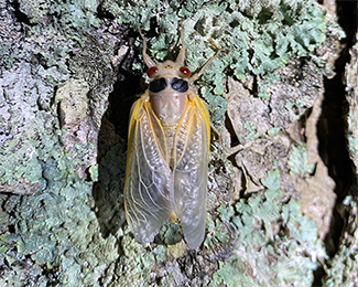 The mating call of male cicadas is "unlike any sound you hear in nature," according to Blake Layton, an entomology specialist and Extension professor in MSU’s Department of Biochemistry, Molecular Biology, Entomology and Plant Pathology. (Photo by J. Santos Portugal)