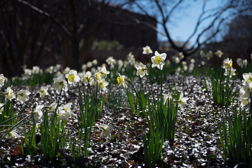 Signaling the arrival of spring, daffodils bloom near MSU's Chapel of Memories. For its final performance of the 2016-17 season, the Starkville-MSU Symphony Orchestra is presenting a “Spring is in the Air” concert at historic Lee Hall’s Bettersworth Auditorium on the Starkville campus. (Photo by Megan Bean)