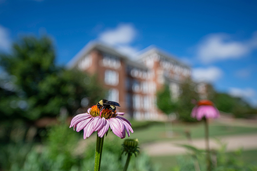 A bee lands on an echinacea on the MSU campus.