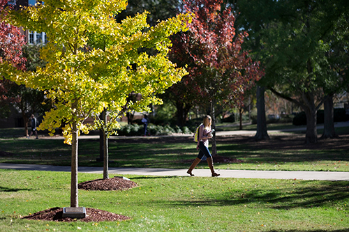 MSU annually plants approximately 85-100 new trees on the nearly 1,500 maintained acres of its Starkville campus. (Photo by Megan Bean)