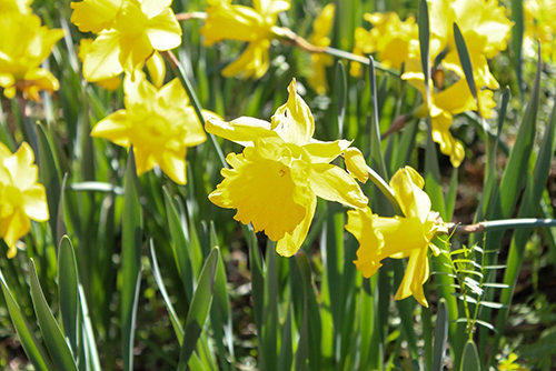 “Field of Yellow” by MSU junior art major Alexandria Johnson (Photo submitted)