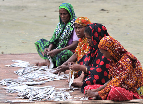 Women are pictured as they work drying fish in Bangladesh. 