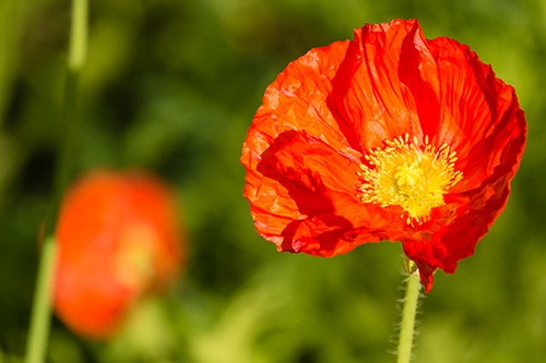 Mississippi State will host an event titled “Poetry and the Poppy: ‘In Flanders Fields’ and One Woman’s Role in Creating a Symbol of Remembrance” on Nov. 16 as part of MSU’s observance of the centennial of America’s entry into World War I. (Photo Source: Getty Images)