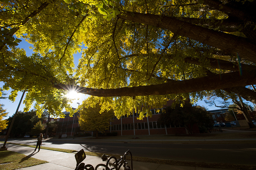 For the sixth consecutive year, Mississippi State University is being recognized for its sustained commitment to environmental stewardship with the Arbor Day Foundation’s Tree Campus USA designation. The honor recognizes efforts to promote healthy trees and engage students and staff in the spirit of conservation. (Photo by Megan Bean)