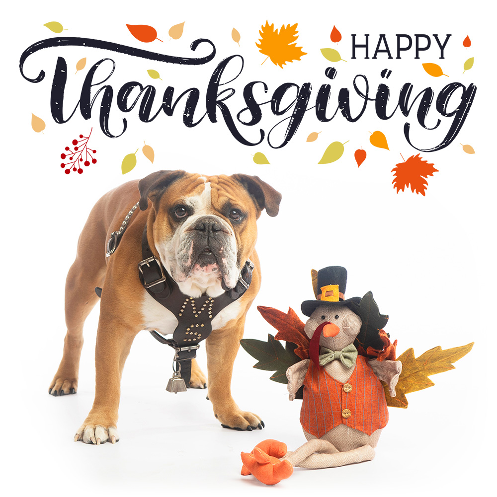 Happy Thanksgiving graphic with bright colored fall leaves and Jak the Bulldog