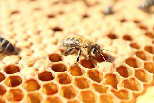 Pictured is a honeybee.