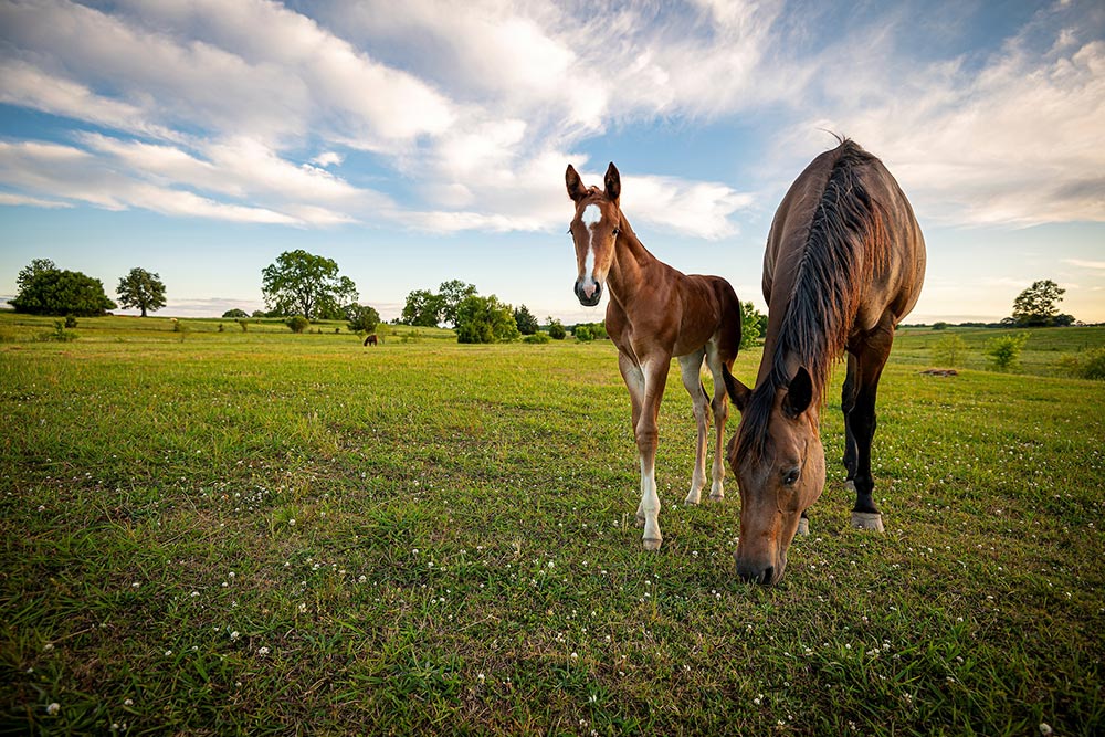 A foal and mare at the Mississippi Agricultural and Forestry Experiment Station’s Equine Unit at the MSU H. H. Leveck Animal Research Center. 