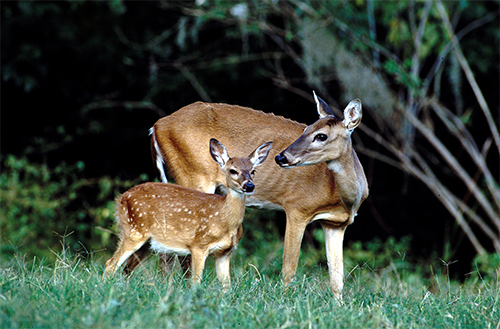 A doe watches over her fawn.