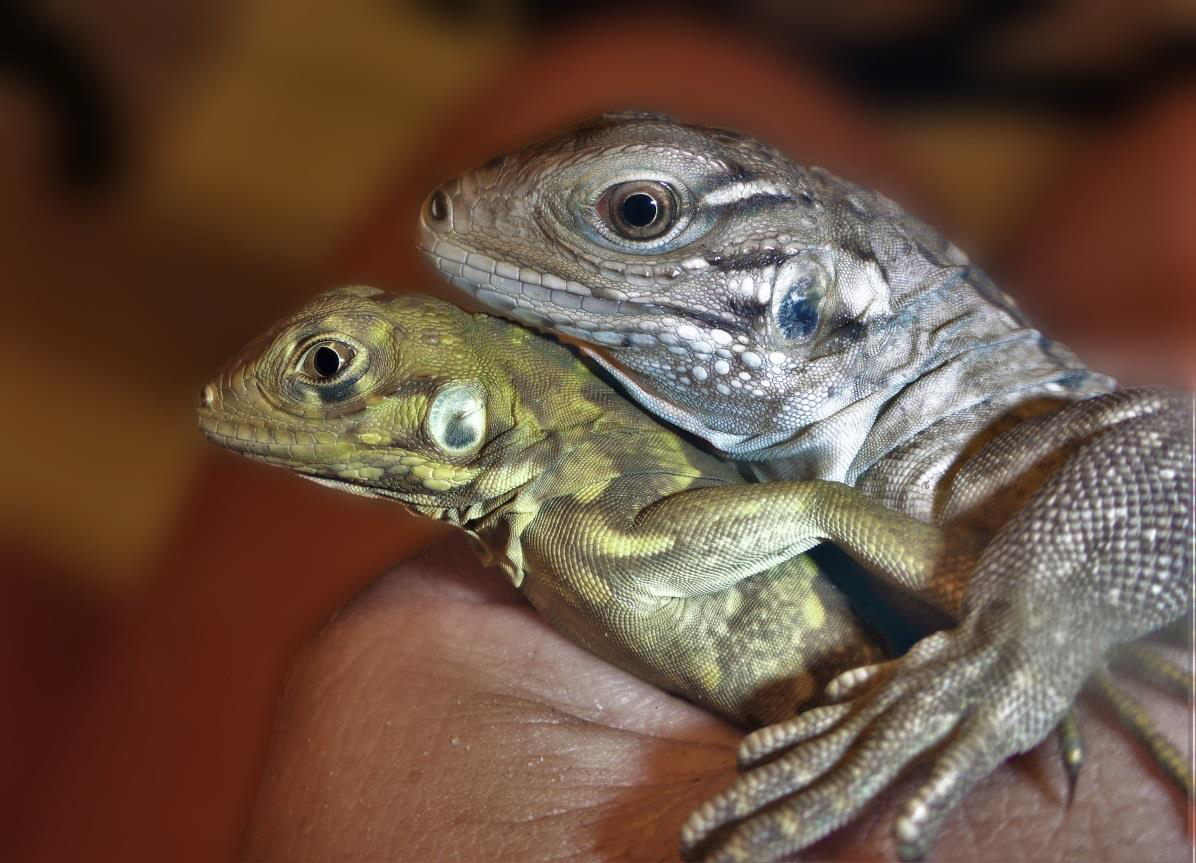 Sister Isles Rock Iguana hatchling (top) and one of the hybrid hatchlings (bottom). (Photo by Jeanette Moss / Tanja Laaser)