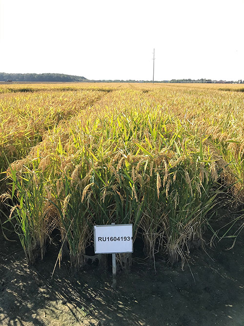 Leland, in a plot at the Delta Research and Extension Center in fall 2021, when it was still referred to as RU1604193. 